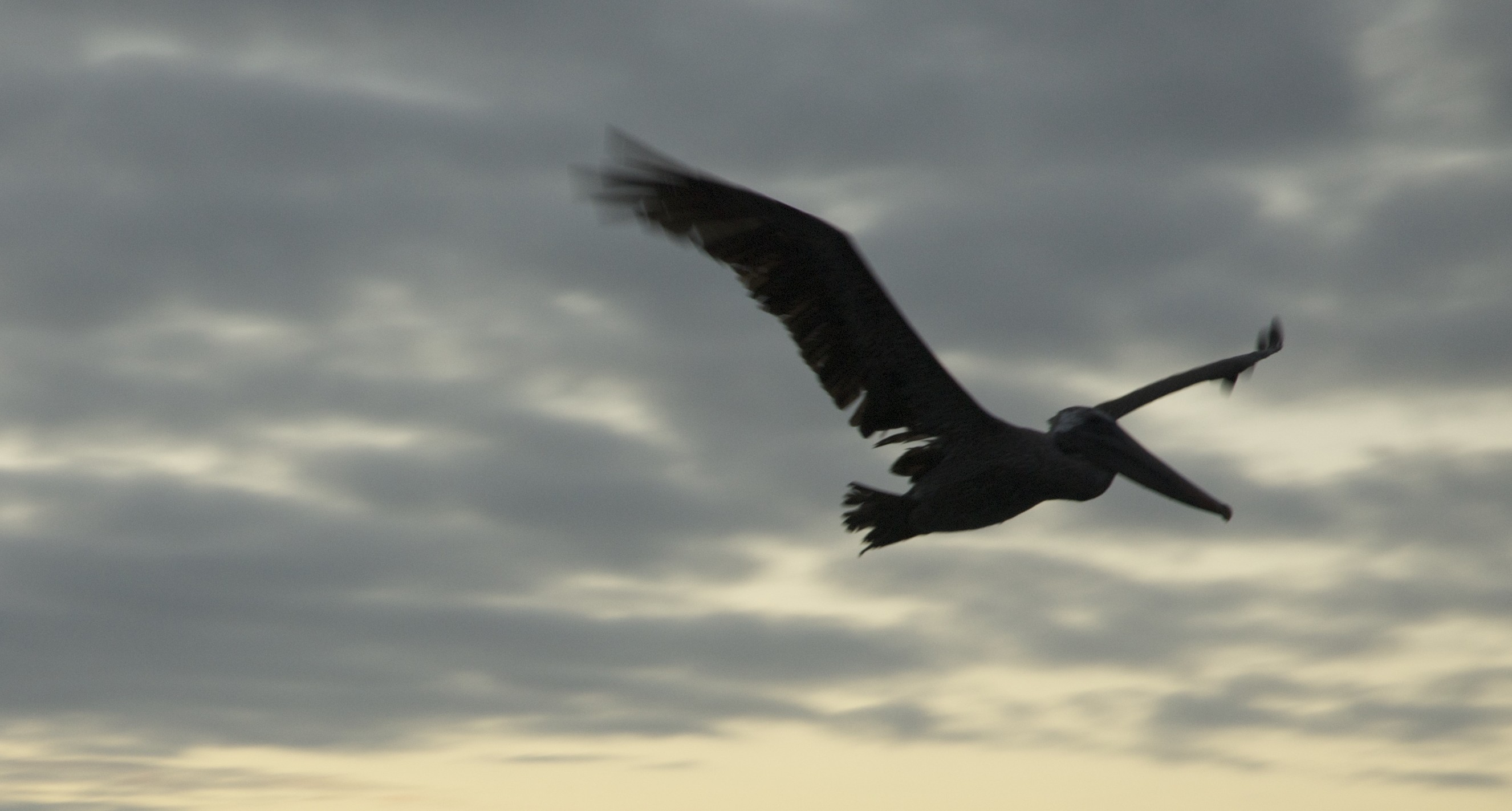 Pelican on shark's bay