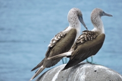 Blue Foot Boobies,House bay