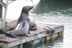 Sea Lions near,villa's dock