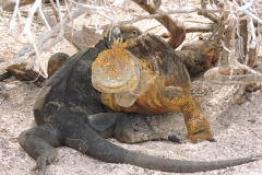 Sea and Land Iguanas