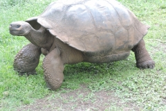 Tortoises in the Highlands